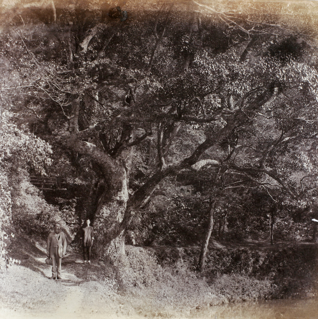 An old tree, on the avenue near Tiantong Temple (Heavenly Child Temple, 天童寺), near Ningbo