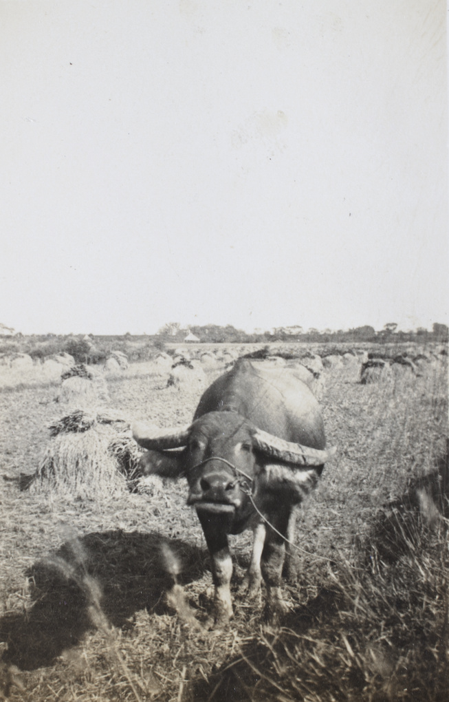 A water buffalo in a field, with mounds