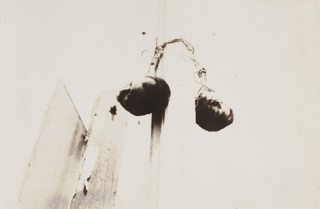 The heads of executed men tied to a post