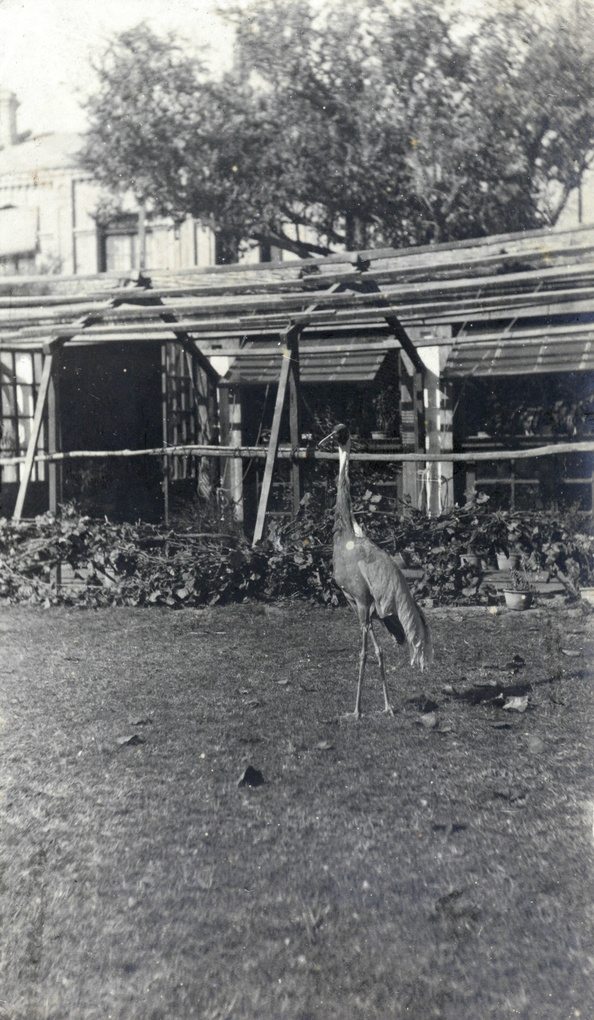 A crane in the Commissioner's garden, Tientsin