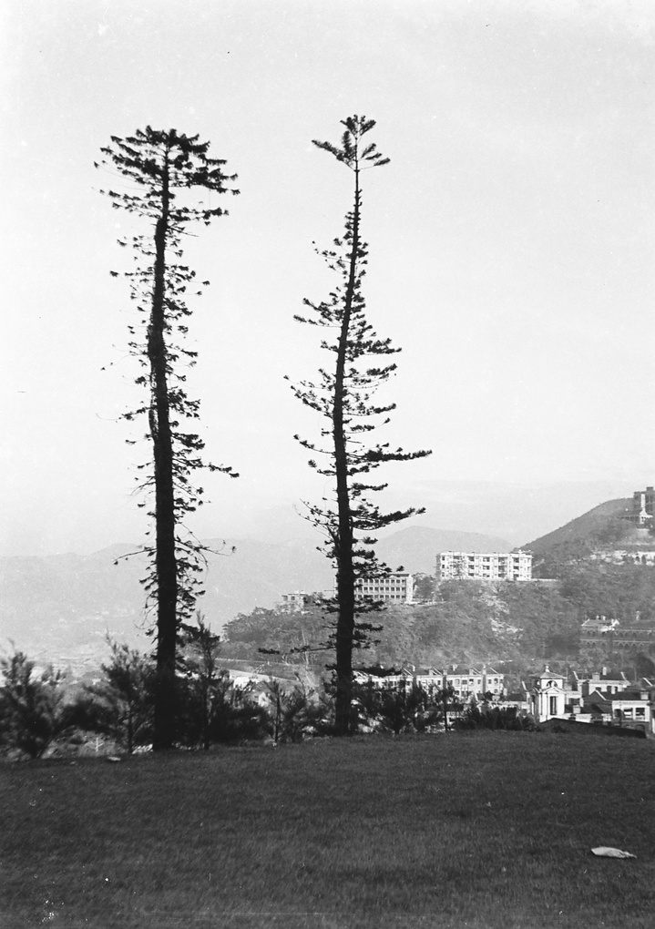 Two tall trees, Botanical Gardens, Hong Kong
