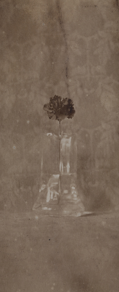 Single carnation flower in a glass vase