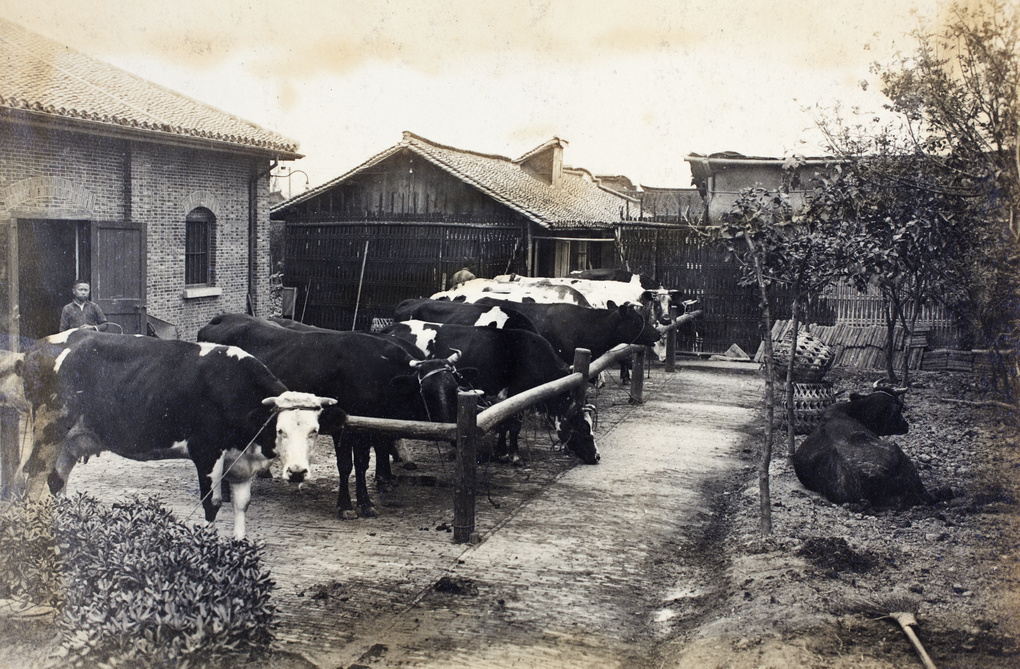 Workers and cows in the yard of Roselawn Dairy Farm, Tongshan Road, Hongkou, Shanghai