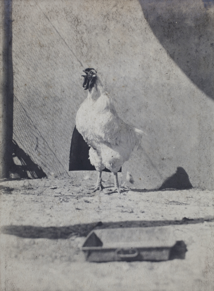 White Wyandotte rooster crowing in a pen, 35 Tongshan Road, Hongkou, Shanghai
