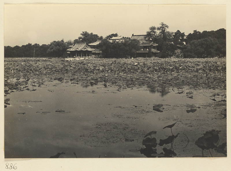 Lotus-covered Nanhai Lake and Yingtai Island with buildings