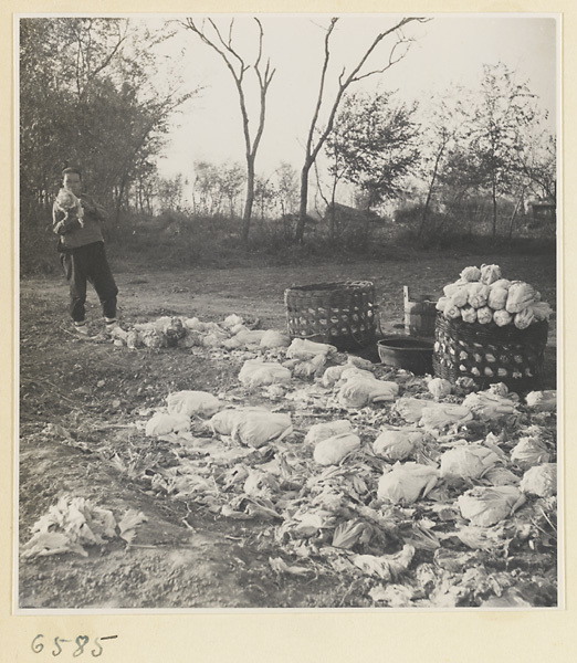 Worker loading cabbages into baskets