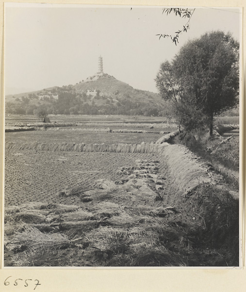 Rice fields with a storied pagoda on a hill in the background