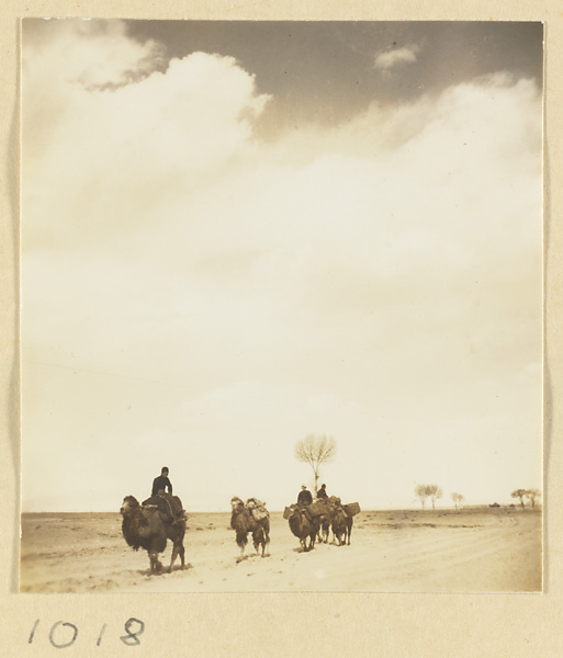 Men riding camels on a road near the Yun'gang Caves