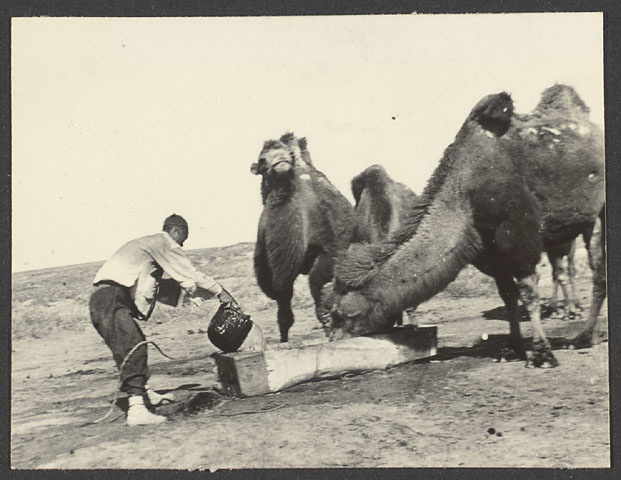 Man watering camels at a trough