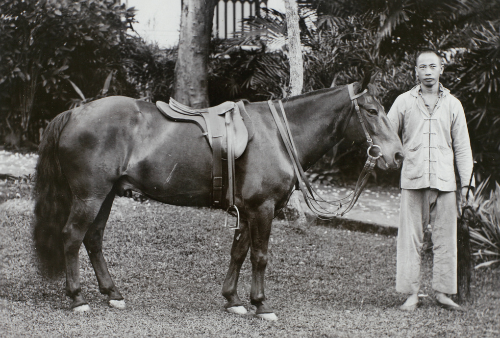 Groom with saddled horse