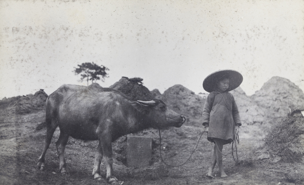 A girl with a water buffalo