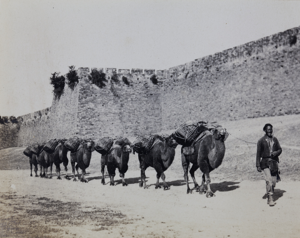 A string of camels, heavily laden, by city walls, Beijing
