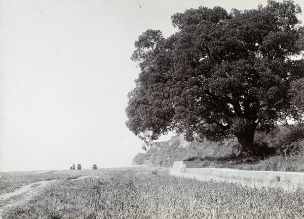 A large tree at Five Clouds Mountain (五云山), West Lake (西湖), Hangzhou (杭州)