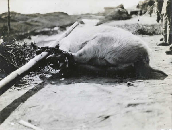 A pig trussed up for transportation