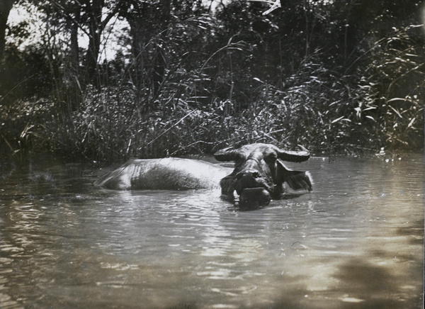 Water buffalo