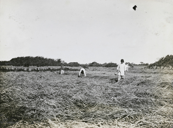 Workers harvesting rice