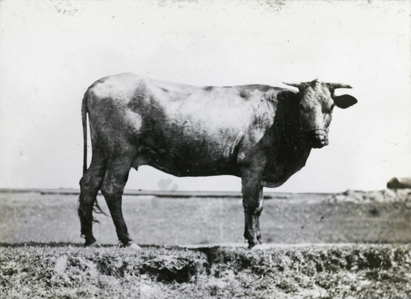 A bull