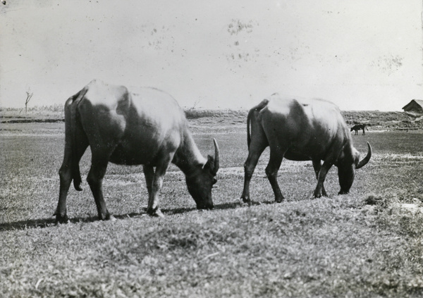 Two water buffaloes