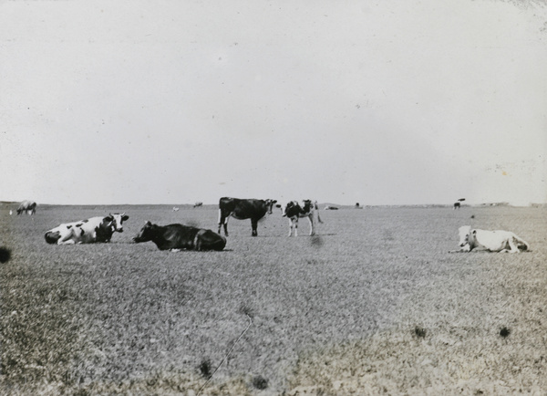 Cattle grazing