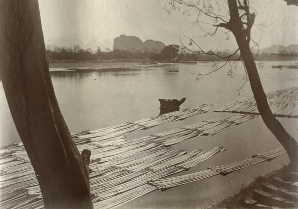 Rafts of bamboo culms in a river