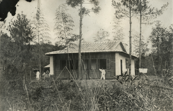 House among trees