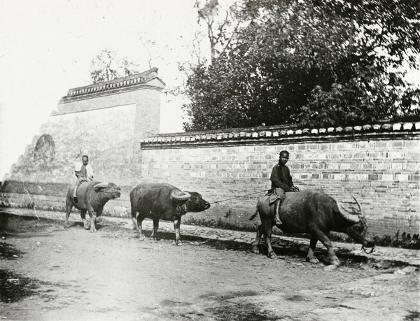 Three water buffaloes