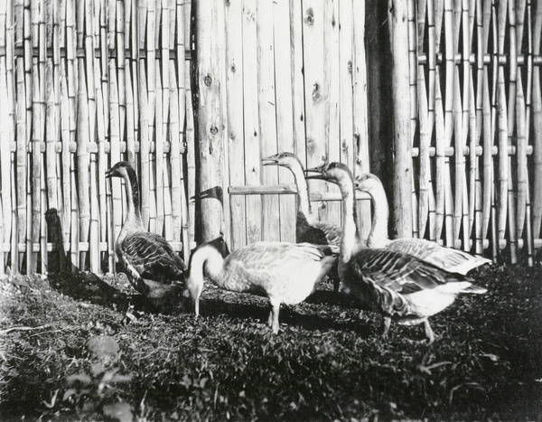 A gaggle of geese