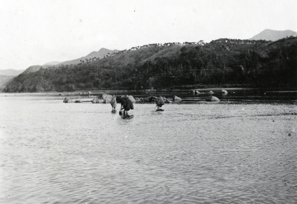 Gathering shellfish