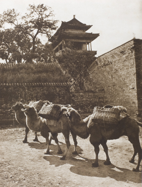 Three camels with panniers, Guang’anmen (广安门), Beijing
