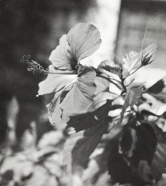 Hibiscus flower, Hong Kong