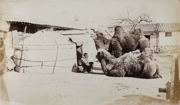 Mongolian encampment at an inn, with trader and Bactrian camels, Beijing