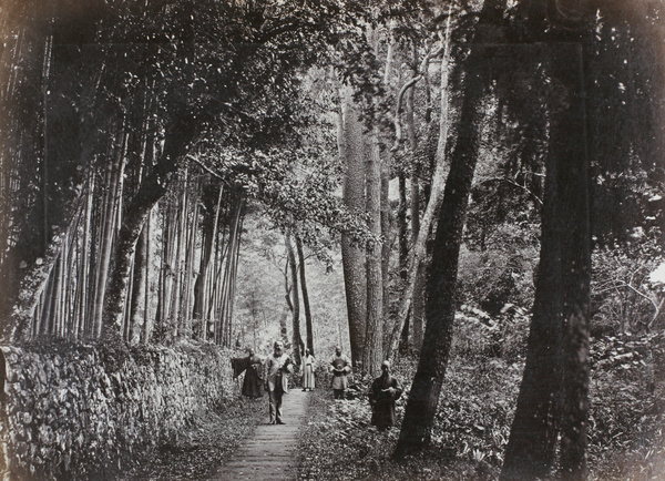 Avenue near Tiantong Temple (Heavenly Child Temple, 天童寺), Ningbo