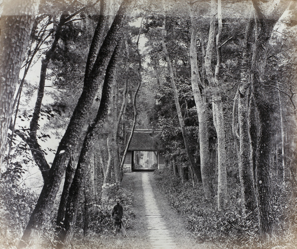 Cryptomeria Avenue near Tiantong Temple (Heavenly Child Temple, 天童寺), Ningbo