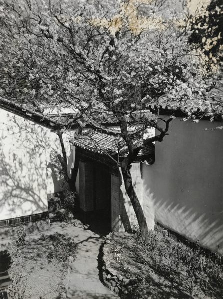 Flowering tree by main entrance, Chaotung