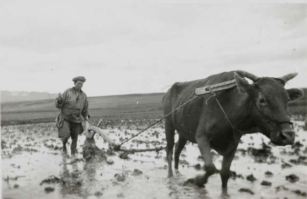 Ploughing, Yunnan province