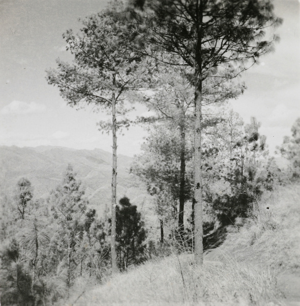 Trees on hillside