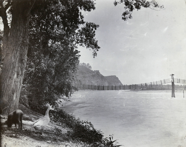 A rope bridge, with a pig and a duck