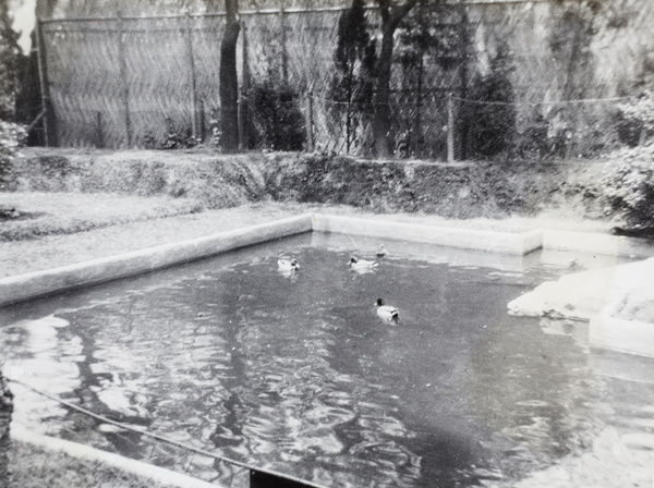 Ducks at Jessfield Park zoo, Shanghai