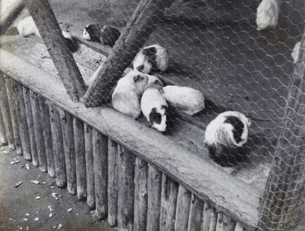 Guinea pigs at Jessfield Park zoo, Shanghai