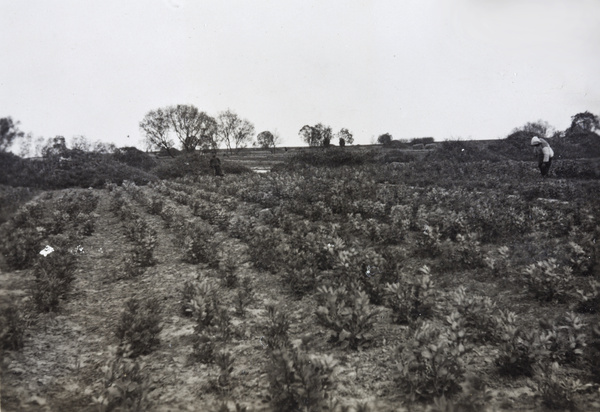 Field of tea bushes, near Shanghai