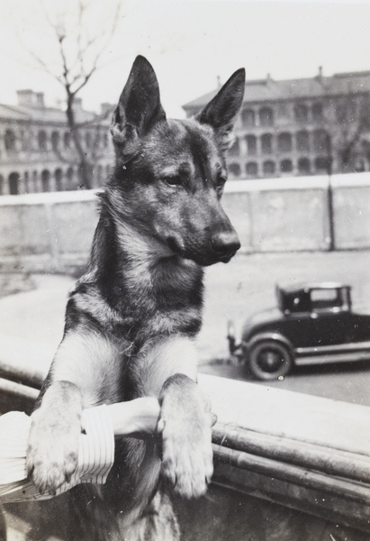 Chum, Phil Blown's dog, Shanghai