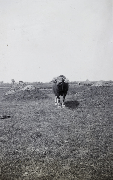 A tethered water buffalo and grave mounds, near Shanghai