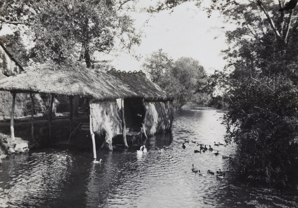 Matshed boathouses on a waterway, with ducks