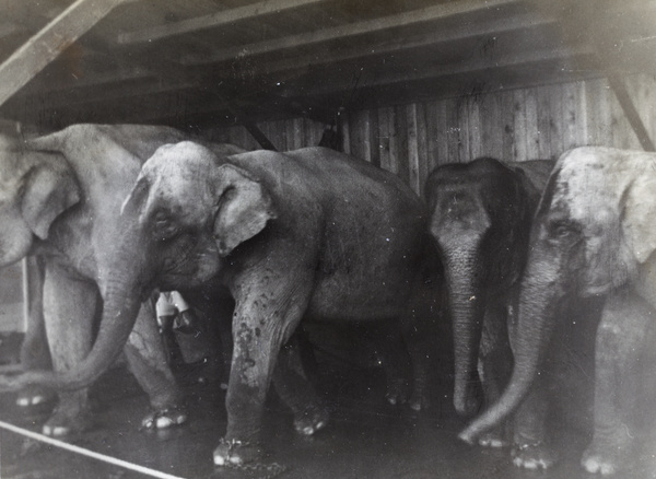 Asian Elephants, Hagenbeck's Circus, Shanghai