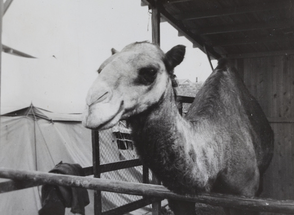 Dromedary, Hagenbeck's Circus, Shanghai