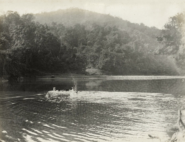 Caravan of mules and ponies swimming a river