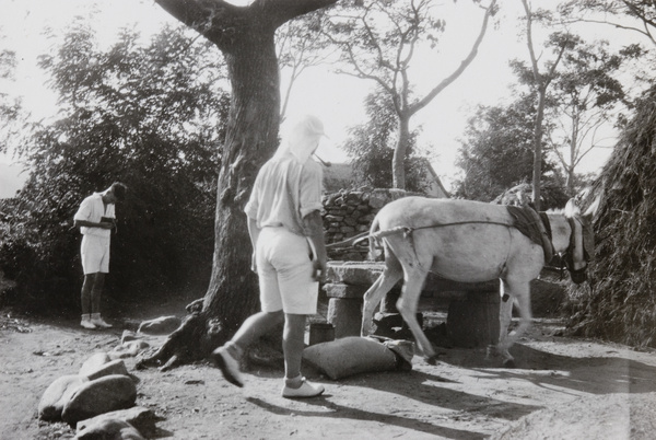 Royal Navy sailors with a donkey on a farm