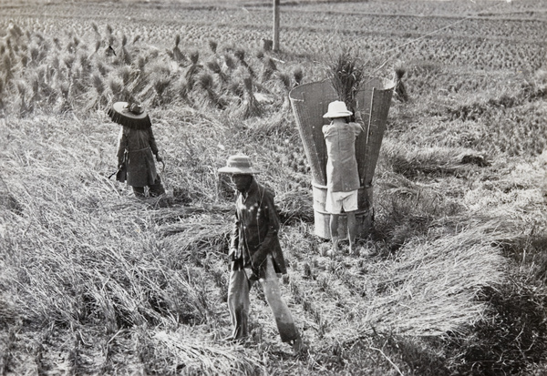 Agricultural workers harvesting and threshing