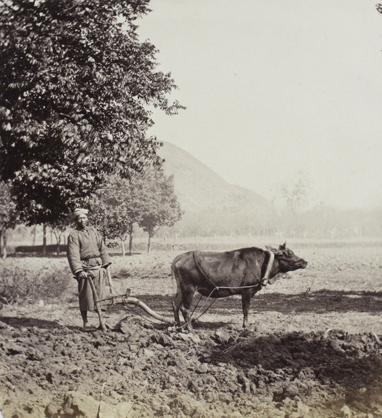 A farmer with a bullock and plough, near Shuikou (水口), Fujian