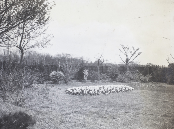 Hyacinths in the garden, 727 Avenue Haig, Shanghai